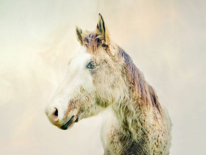 Horse's Mood