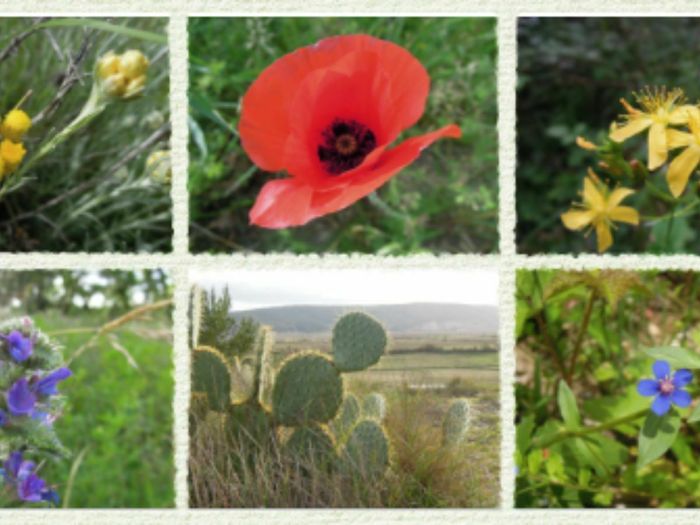 Sortie botanique « les plantes de la Garrigue »