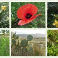 Sortie botanique « les plantes de la Garrigue »