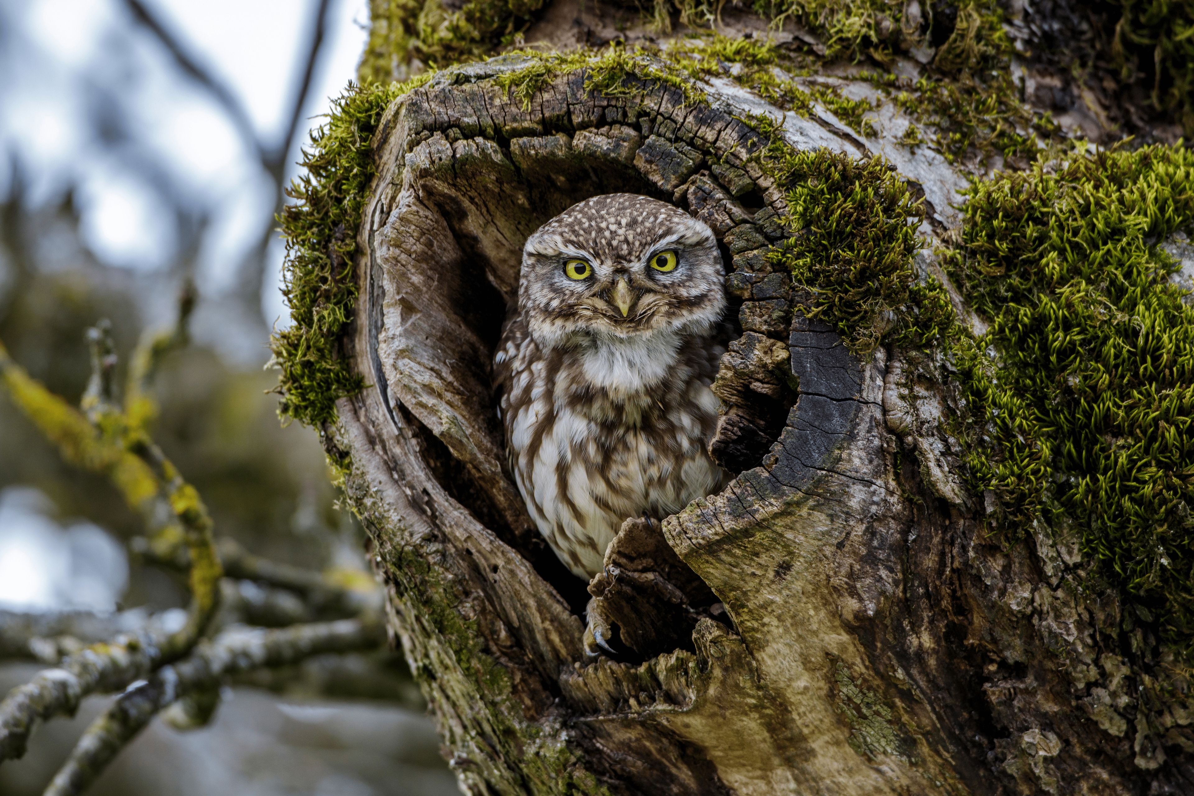 Voyage au centre de l'arbre