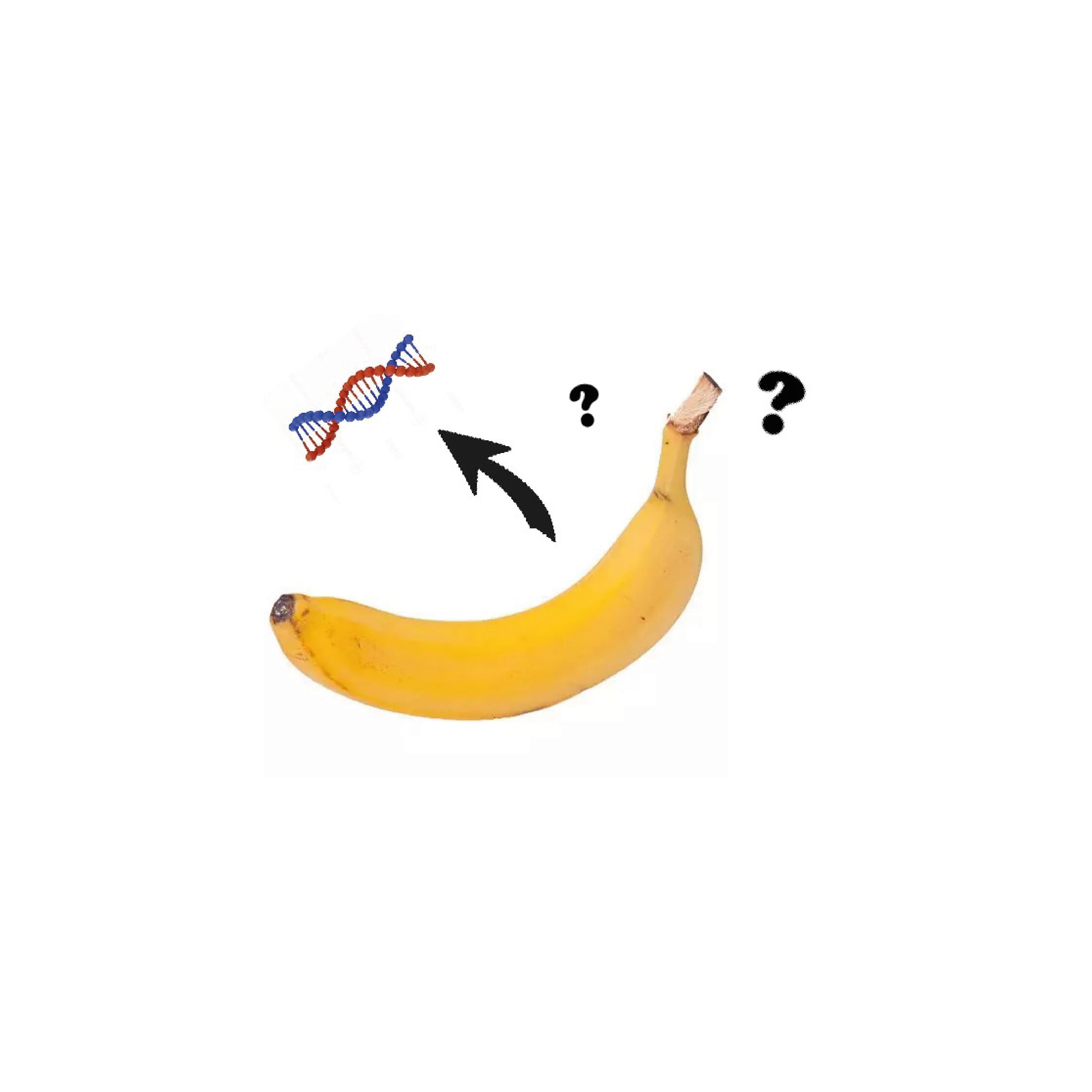 L’ADN à la banane !