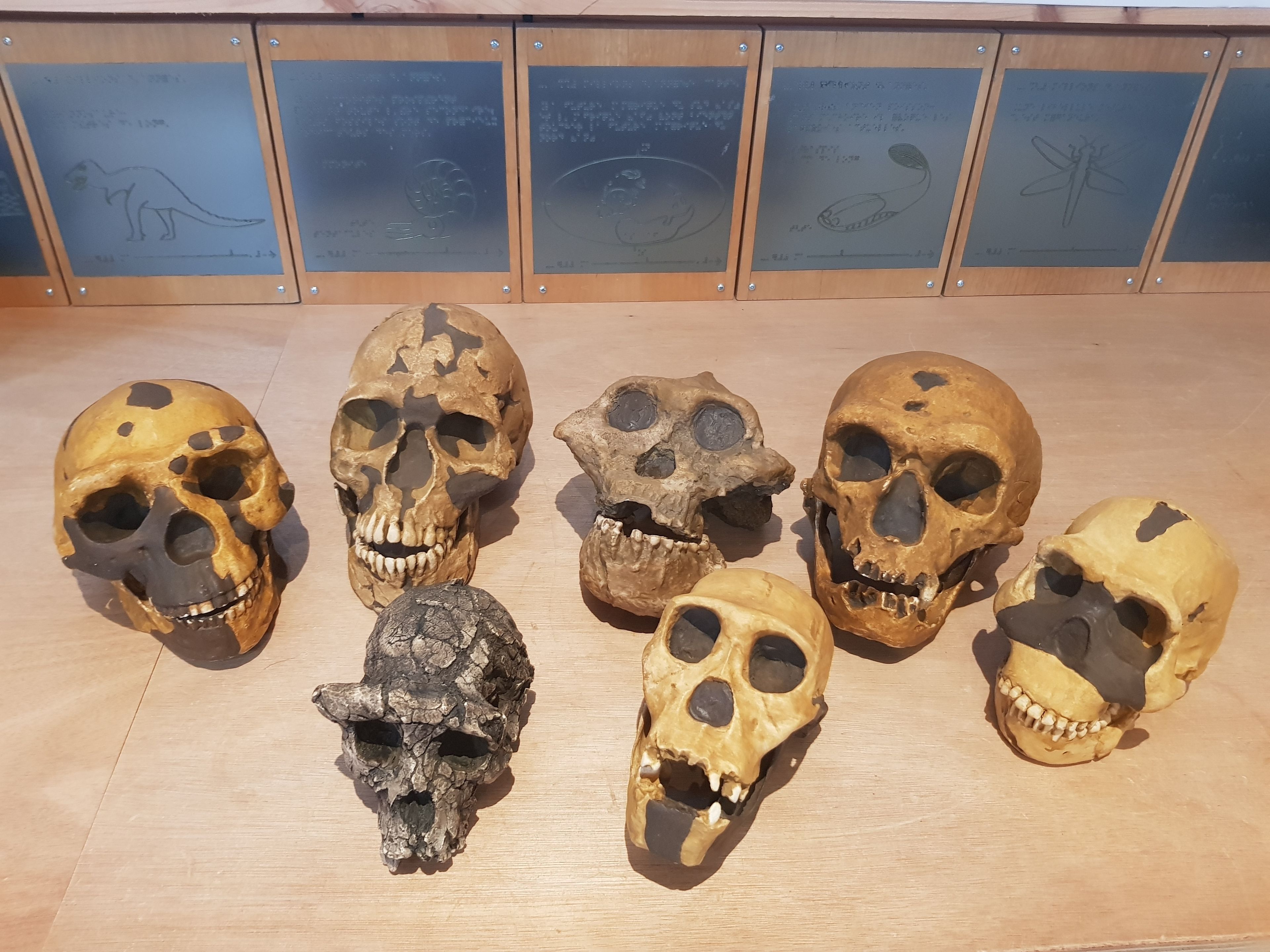 Les origines de l'espèce humaine