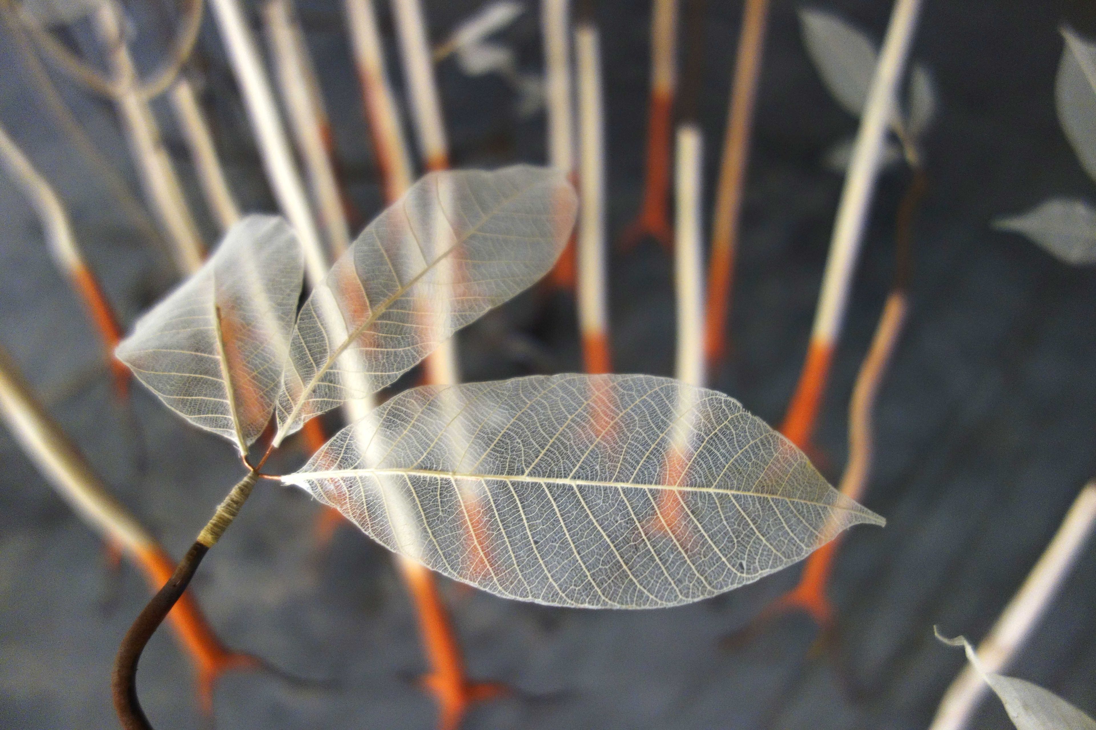 Exposition "Papi, dis-moi pourquoi les arbres pleurent ?"