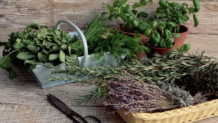 Sortie découverte Plantes médicinales à Calce