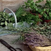 Sortie découverte Plantes médicinales à Calce