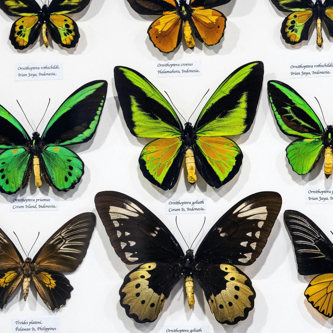 #RDVdumardi - Natural History Museum "Butterflies"