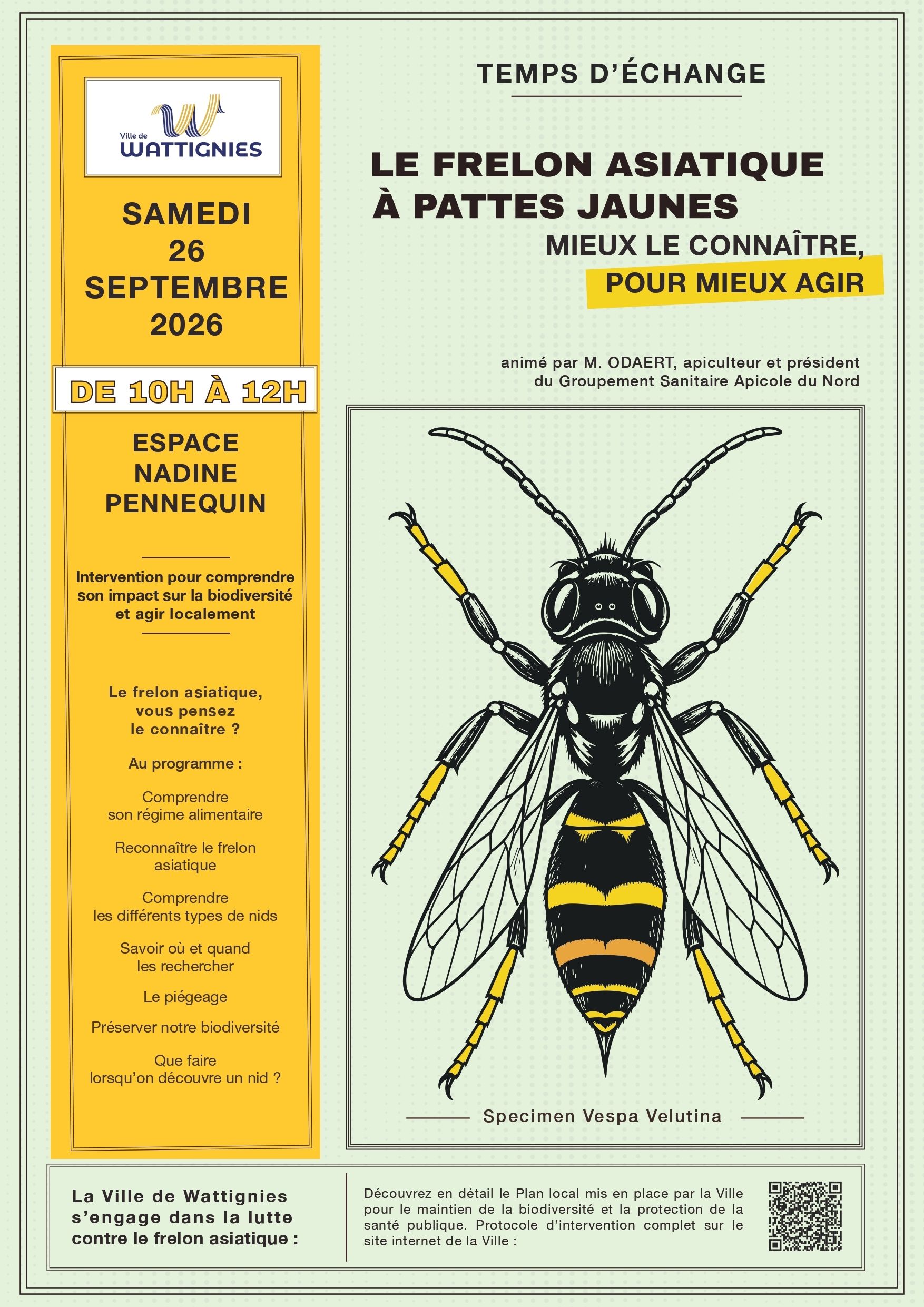Le frelon asiatique à pattes jaunes, mieux le connaître pour mieux agir