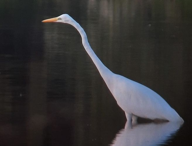 Balade nature ornithologique au Lac de Beaulieu