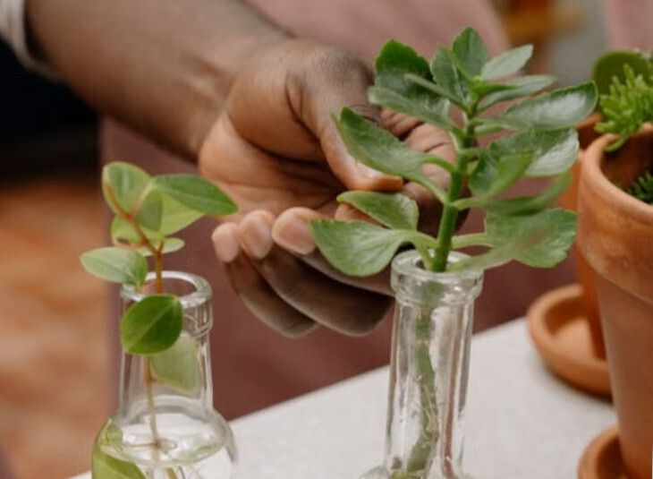 Boutures : jardinage en famille
