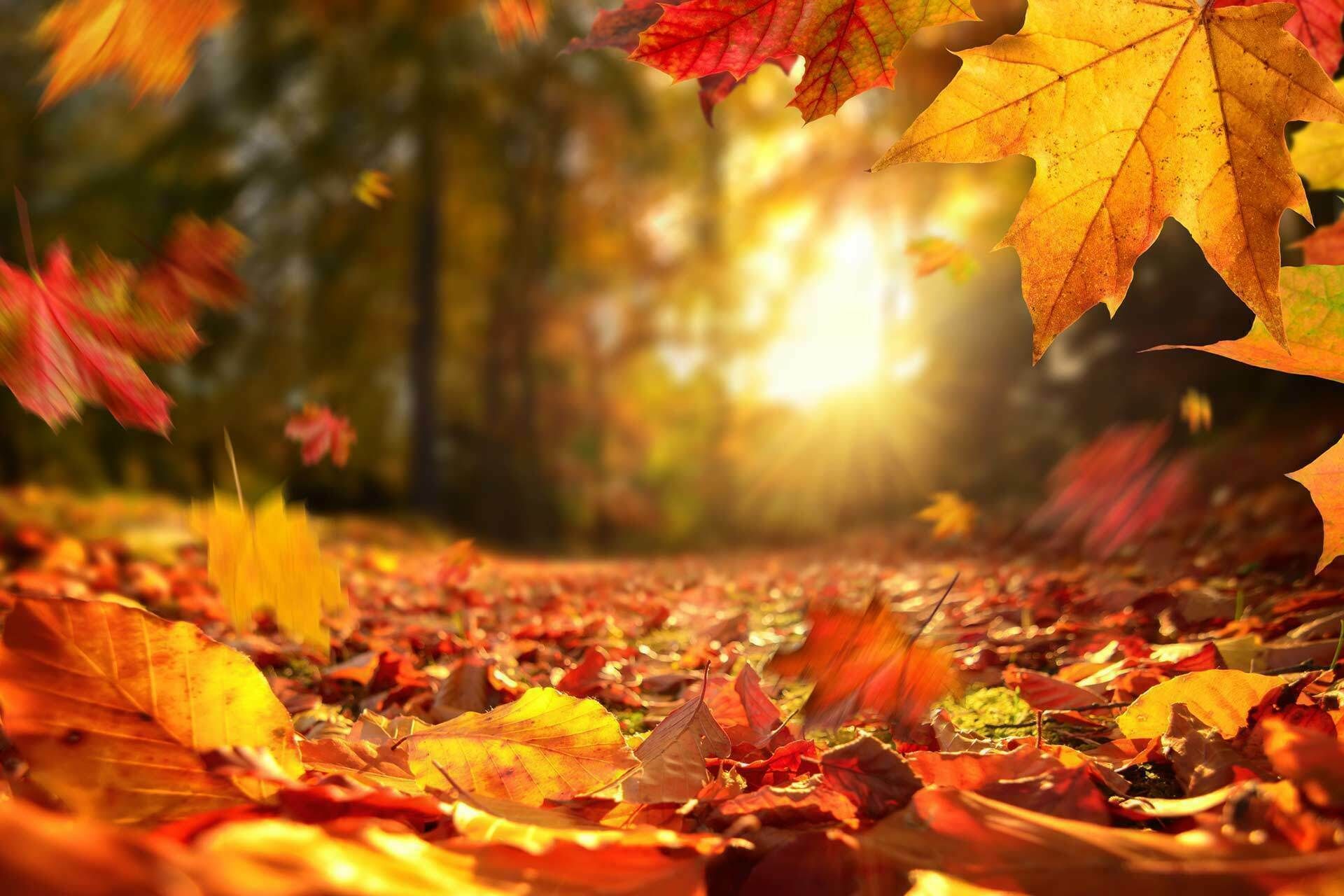 Marché d’automne