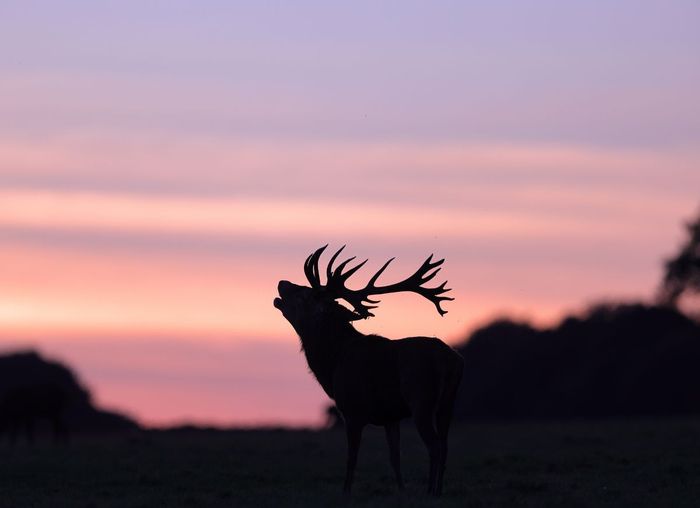 Nuit sauvage et brame du cerf en Forêt d'Orient