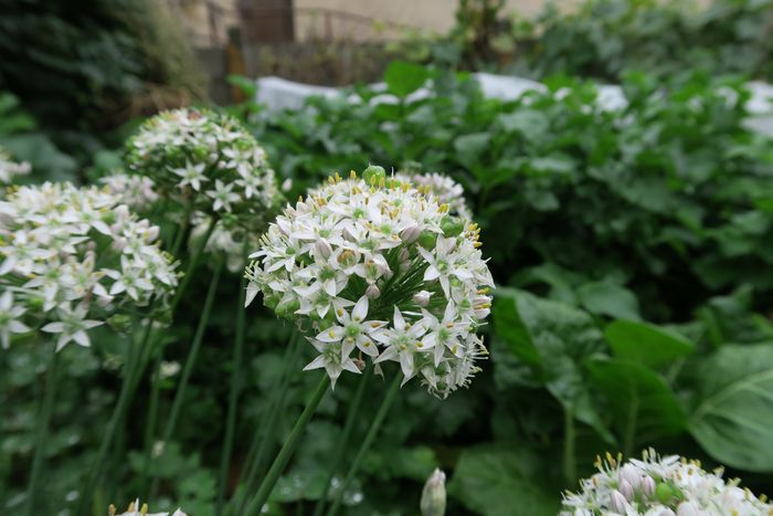 Jardinons ! Atelier "Cultiver, multiplier, cuisiner, les Alliums"