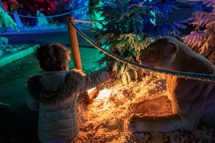 Forêt enchantée et magie de Noël