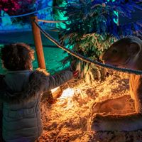 Forêt enchantée et magie de Noël