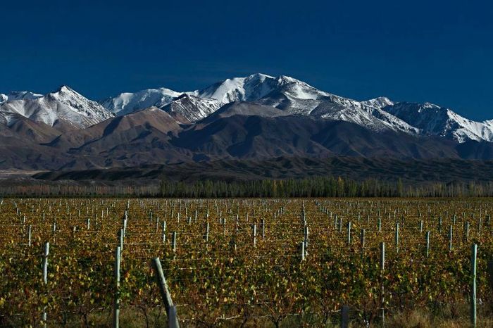 Vins de Mendoza (Argentine)