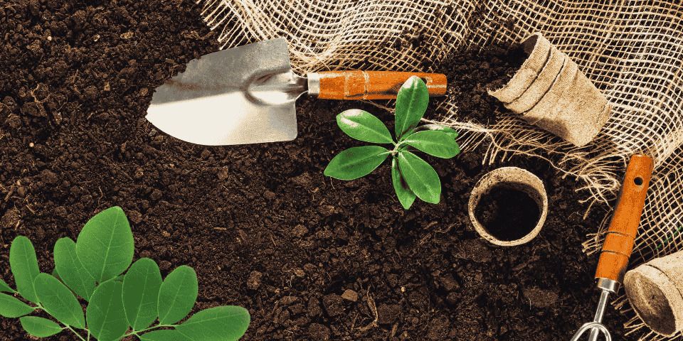 Rempotage de plantes et boutures