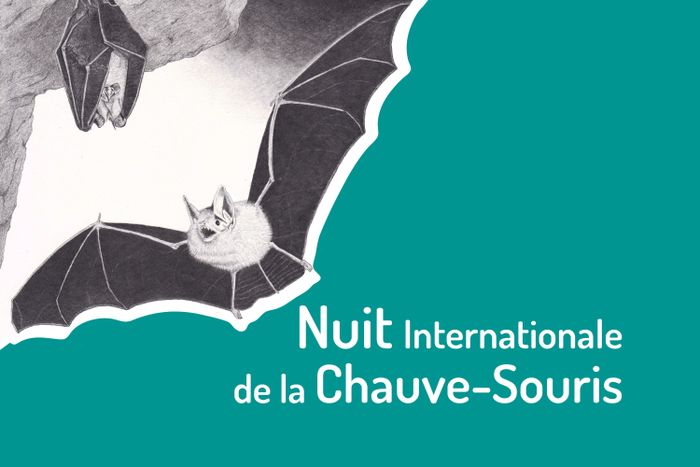 Nuit de la chauve-souris ABI de Vézelay