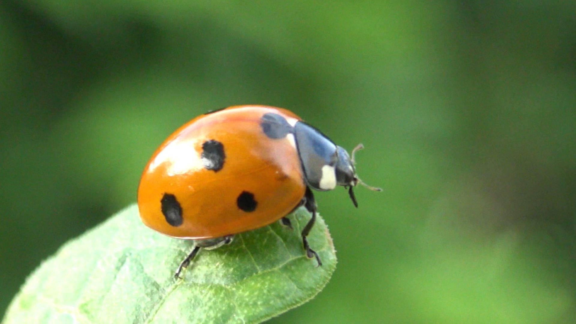 Espèces d'insectes