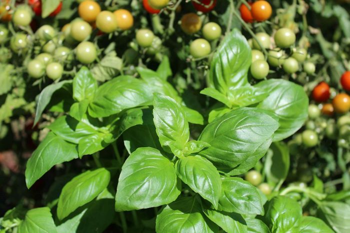 Bien planter les légumes d'été et associer les plantes entre elles
