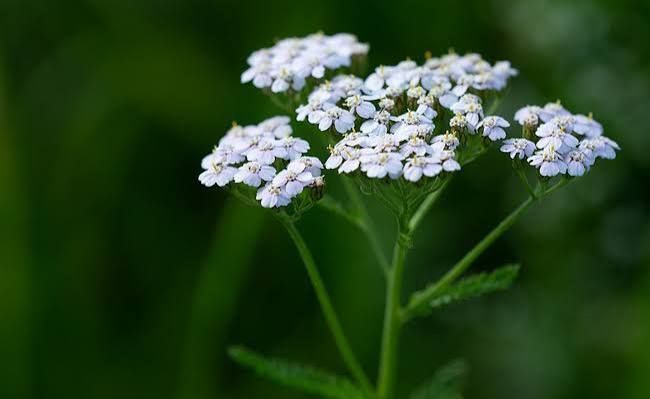 Balade plantes sauvages comestibles et toxiques
