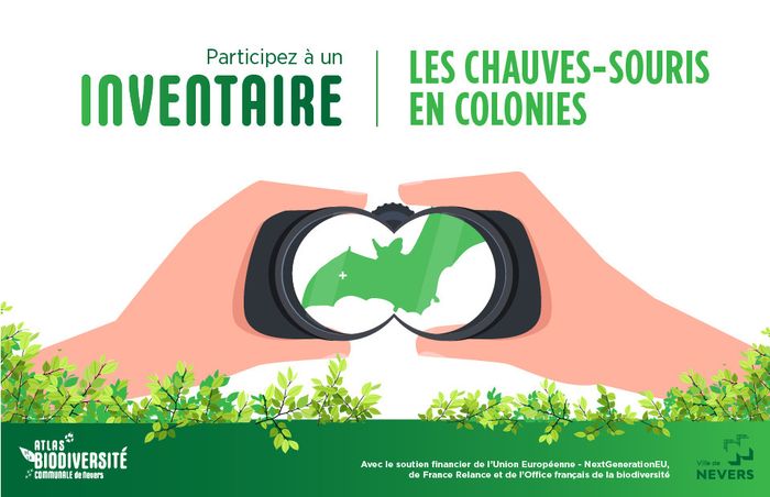 Enquête participative sur les chauve-souris en colonie
