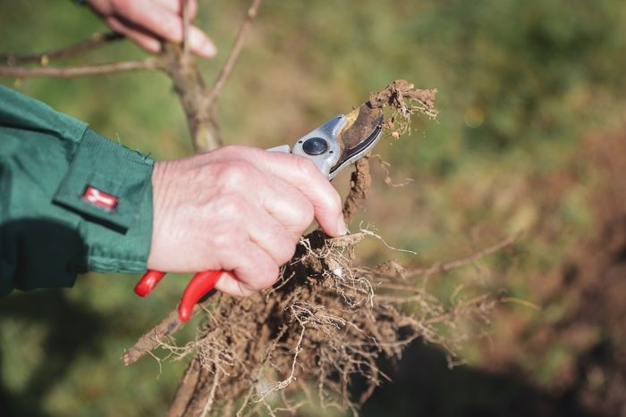 Apprendre à tailler et soigner ses arbustes et ses fruitiers