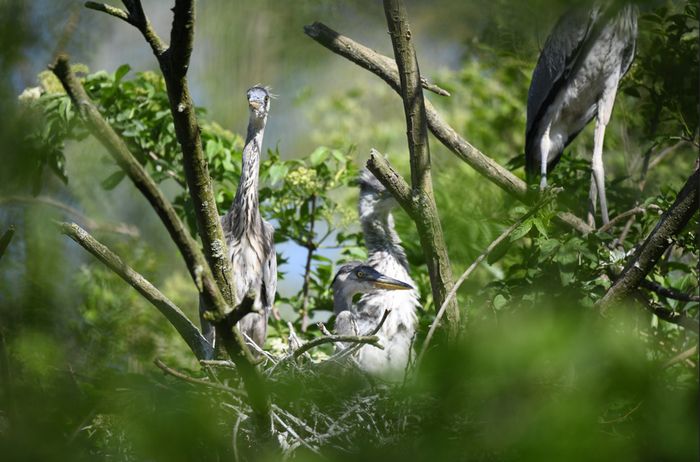 ANNULEE Balade naturaliste : les ailes du crépuscule