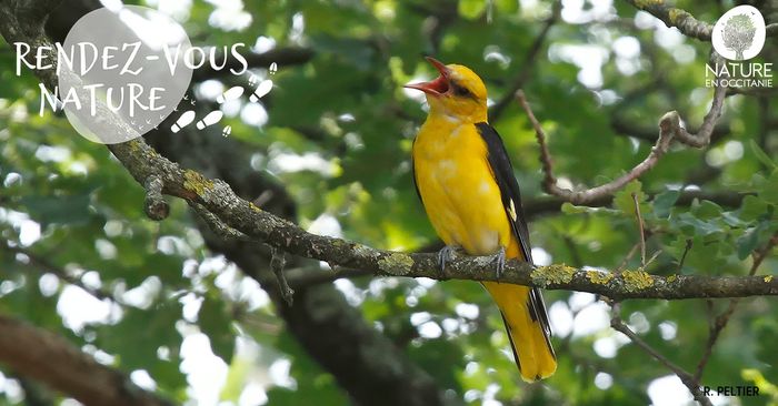 Chuchotements d’automne : les oiseaux de la plaine toulousaine