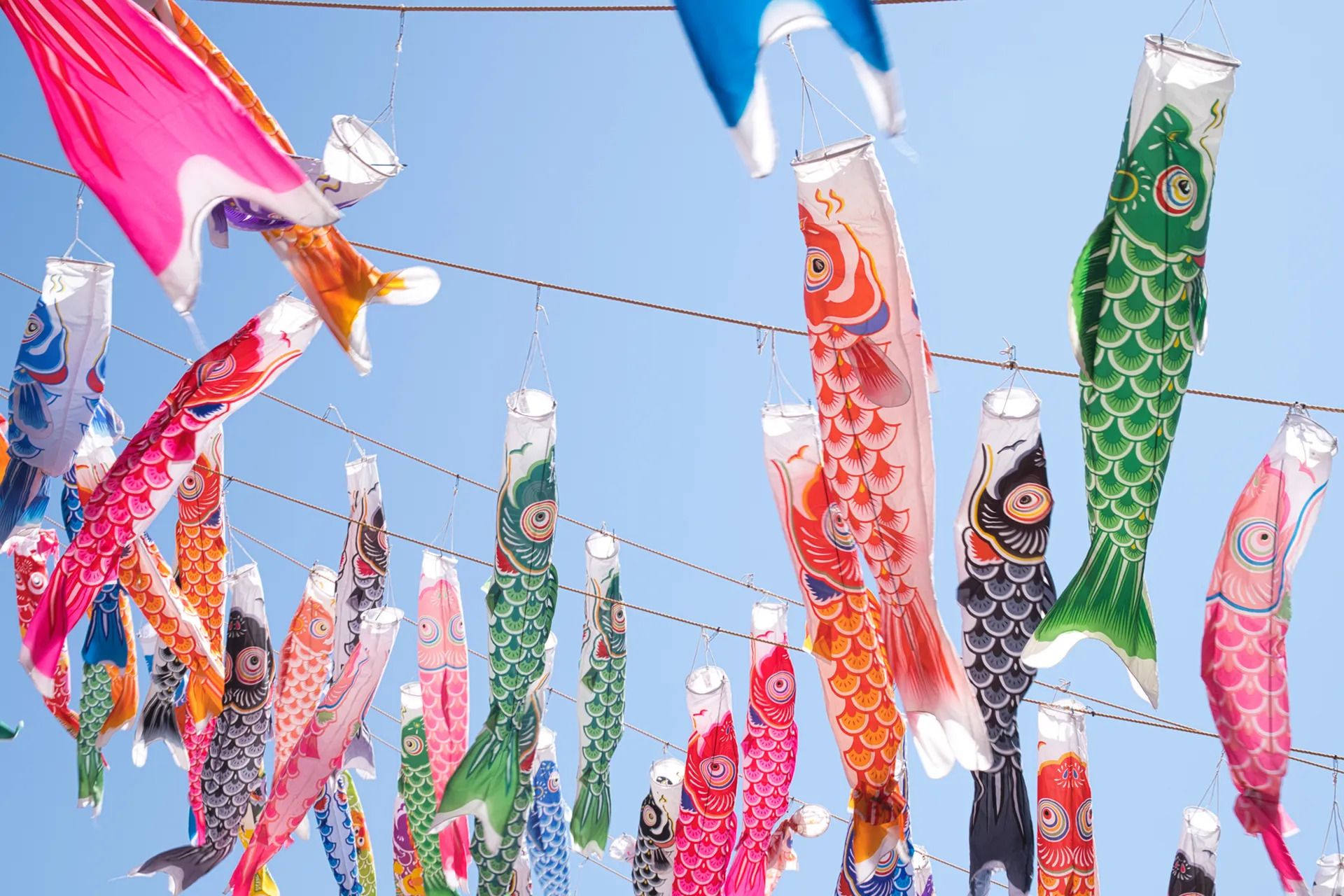 Exposition de koinobori