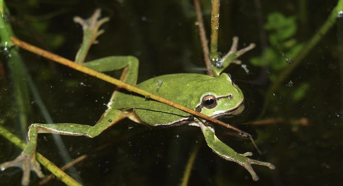 À la rencontre des grenouilles