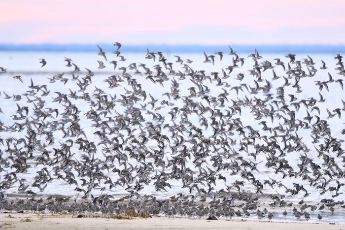 Initiation au comptage d'oiseaux