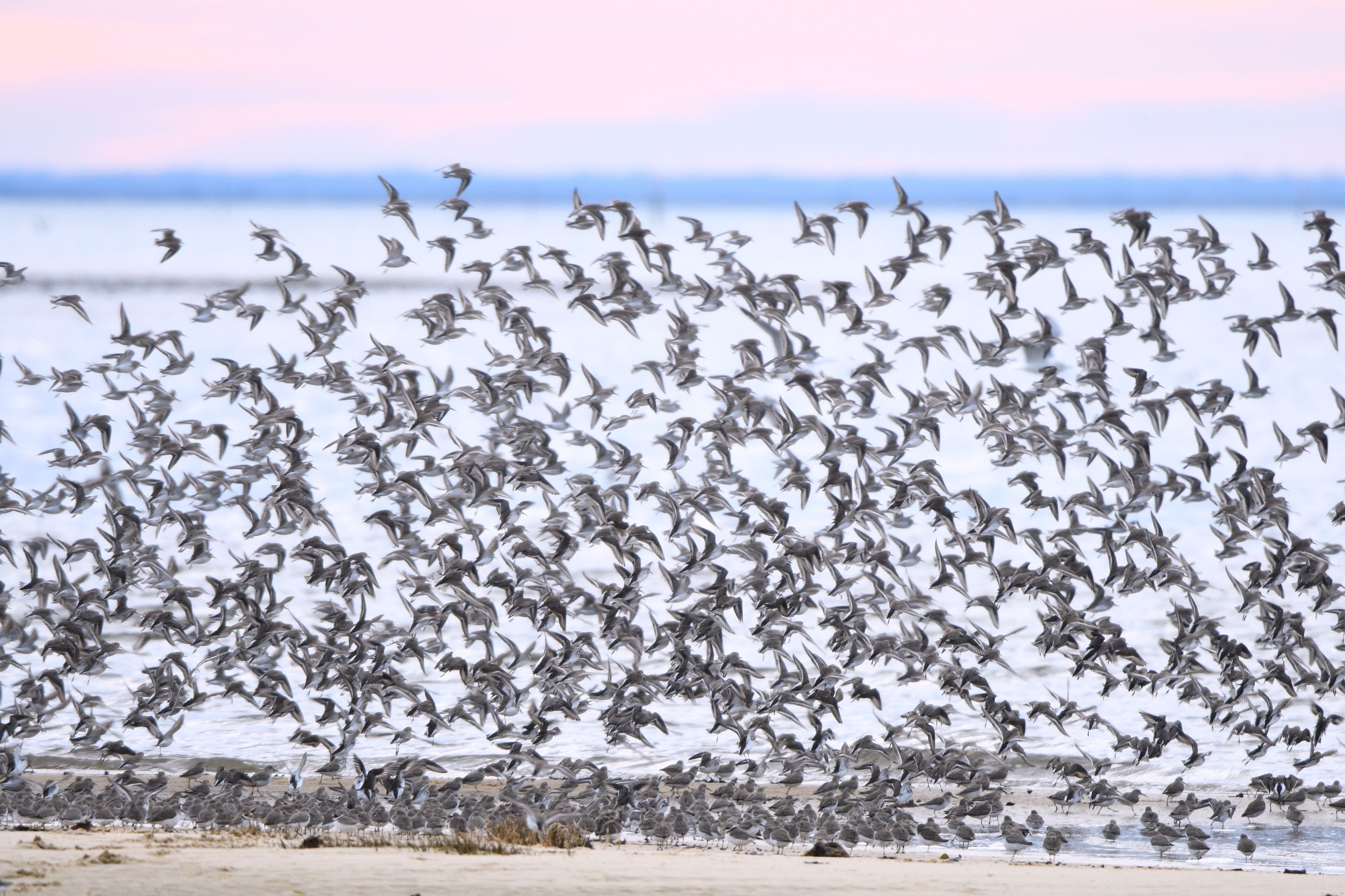 Initiation au comptage d'oiseaux