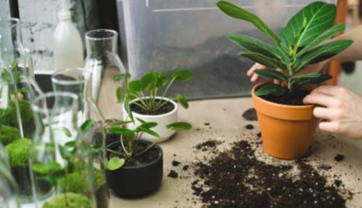 Atelier Jardin