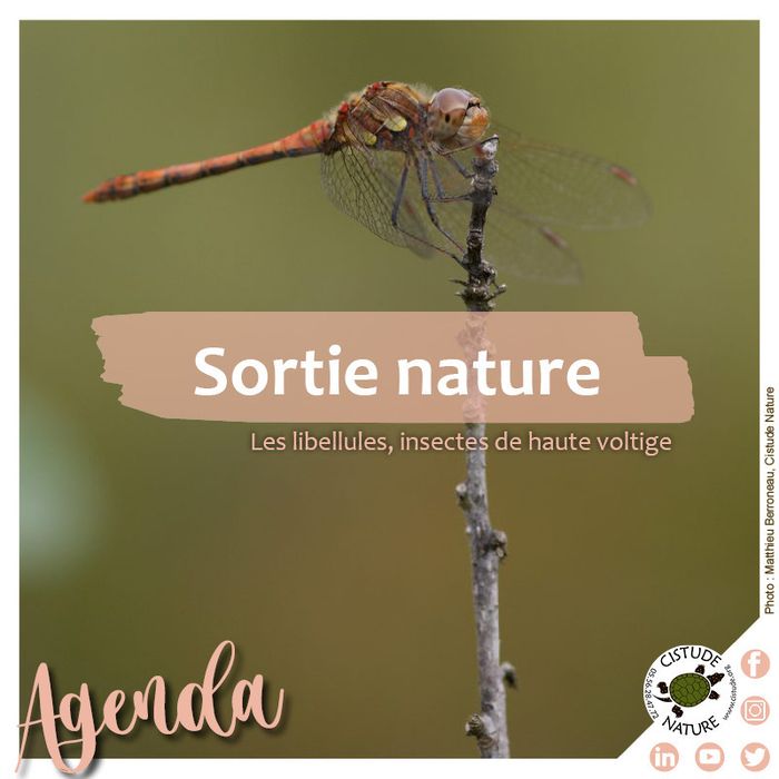 Les Libellules, insectes de haute voltige - Blanquefort