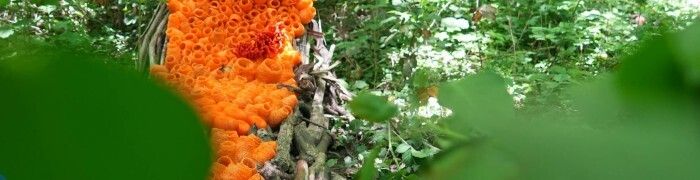 Randonnée : Biodiversité & paysages, du Mont Des Recollets à Cassel