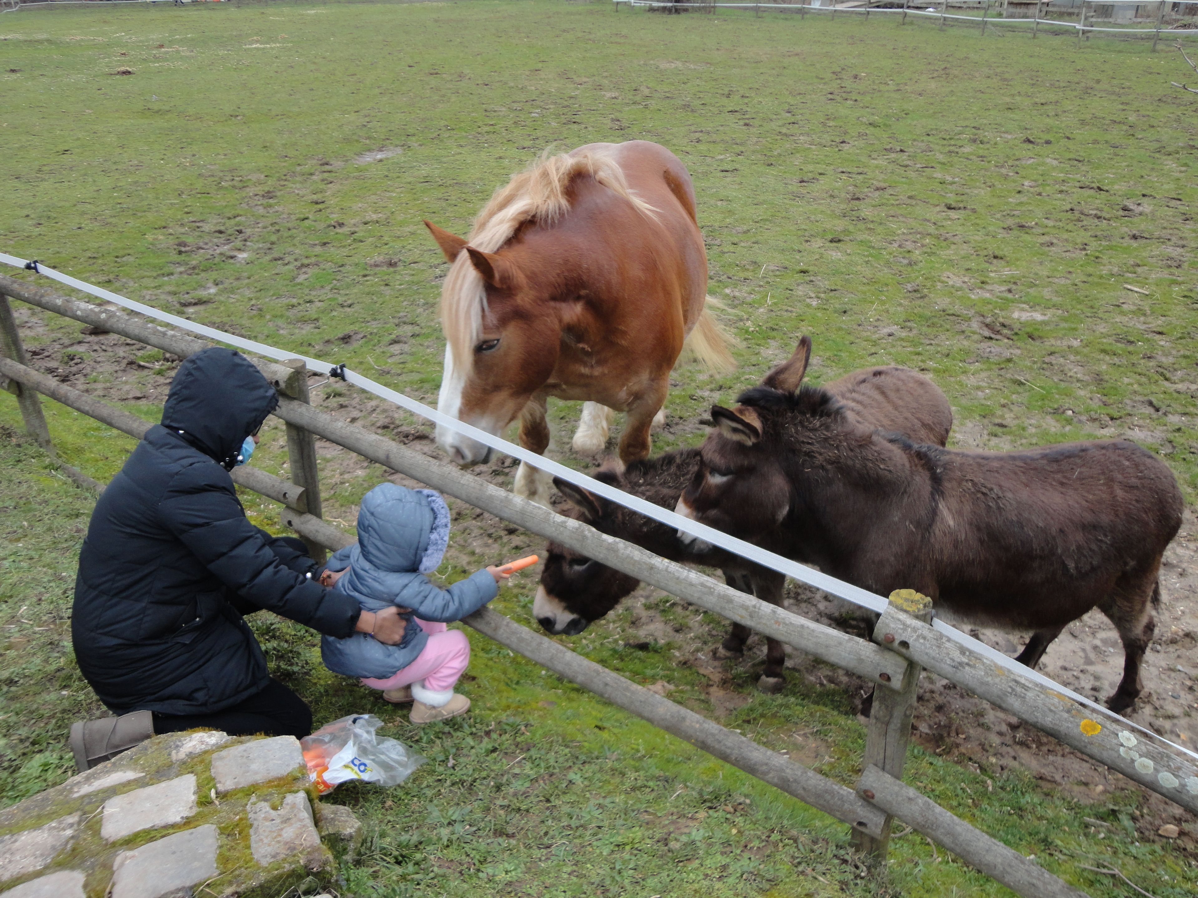 Soins des animaux en famille