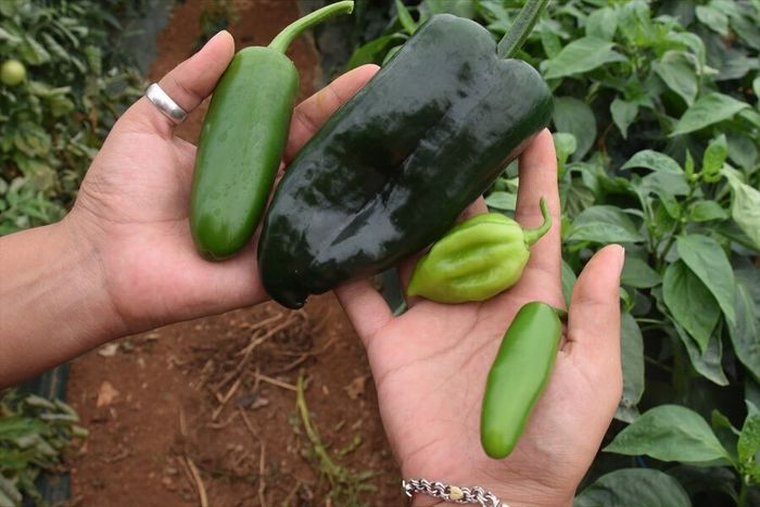 « À toutes les sauces, voyagez au cœur des saveurs mexicaines »