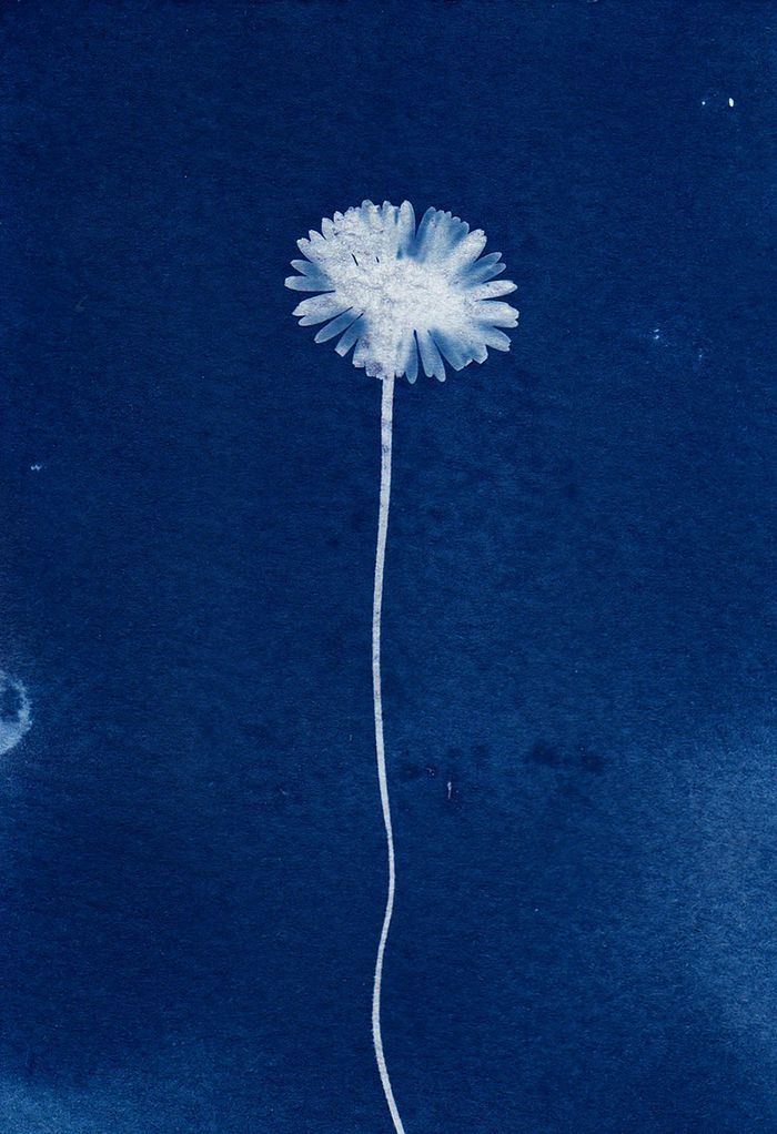 Atelier cyanotypes et anthotypes pour la Fête de la Science 2026