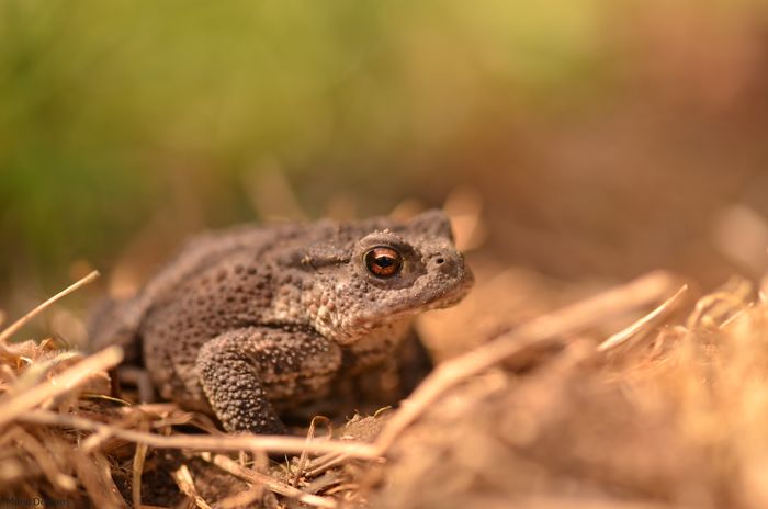 COMPLET - Balade naturaliste : Anoures au Marais