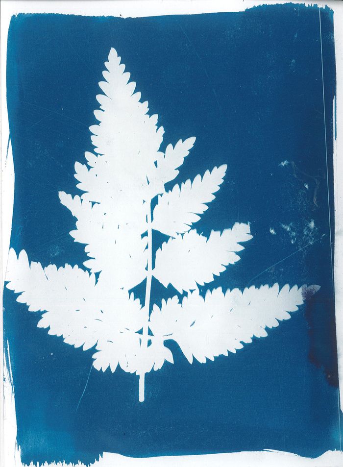 Botanical workshop and cyanotype