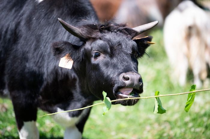 Visite découverte sensorielle Spéciale Soigneurs animaliers