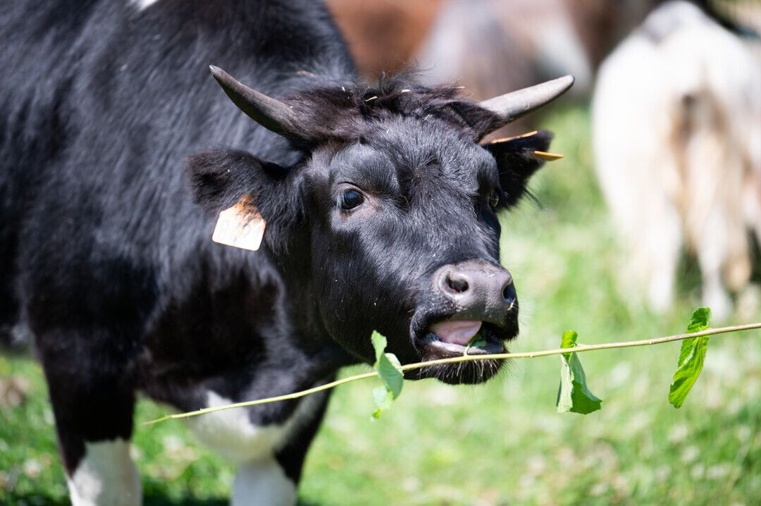 Visite découverte sensorielle Spéciale Soigneurs animaliers