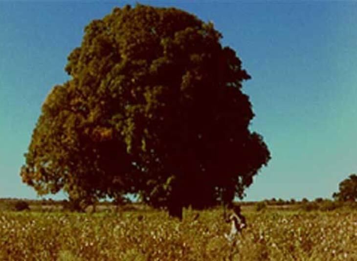 Arbres – un voyage immobile