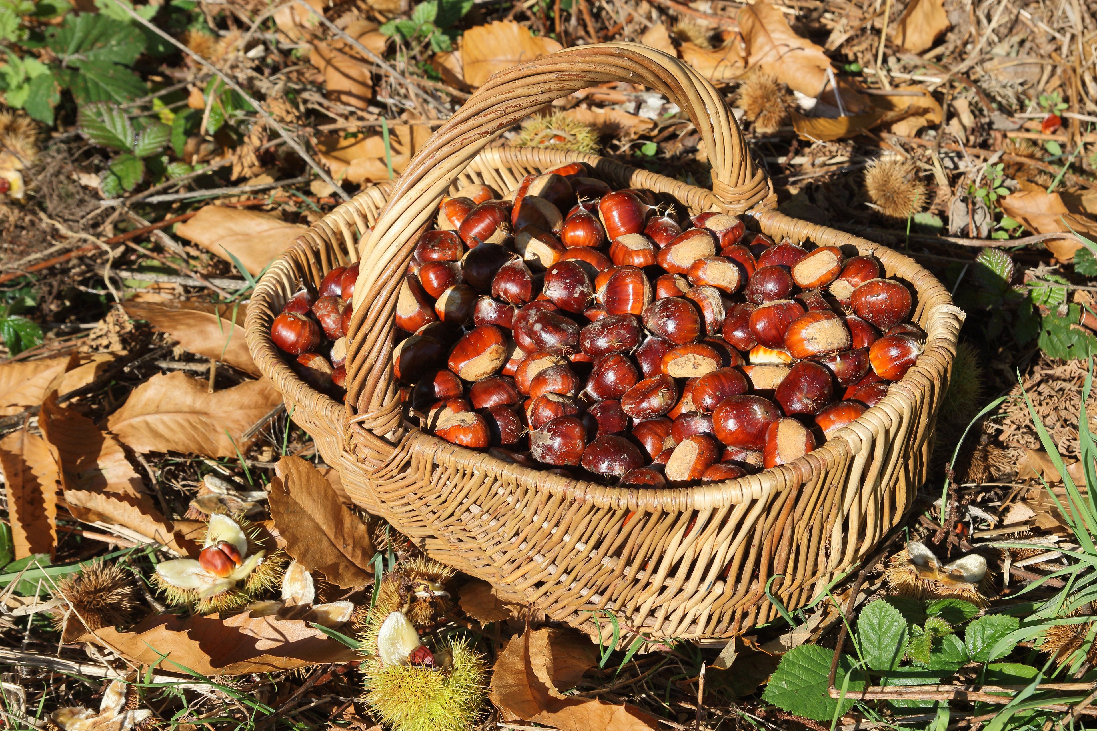 COMPLET | Les fruits forestiers pour les 3-5 ans