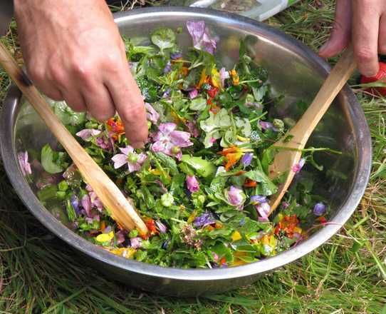 COMPLET/Vert par Nature : cuisine sauvage