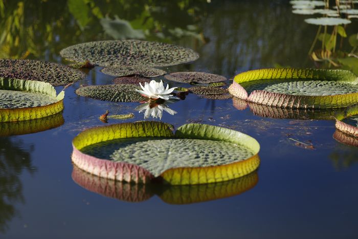 Bien-être au cœur de la nature