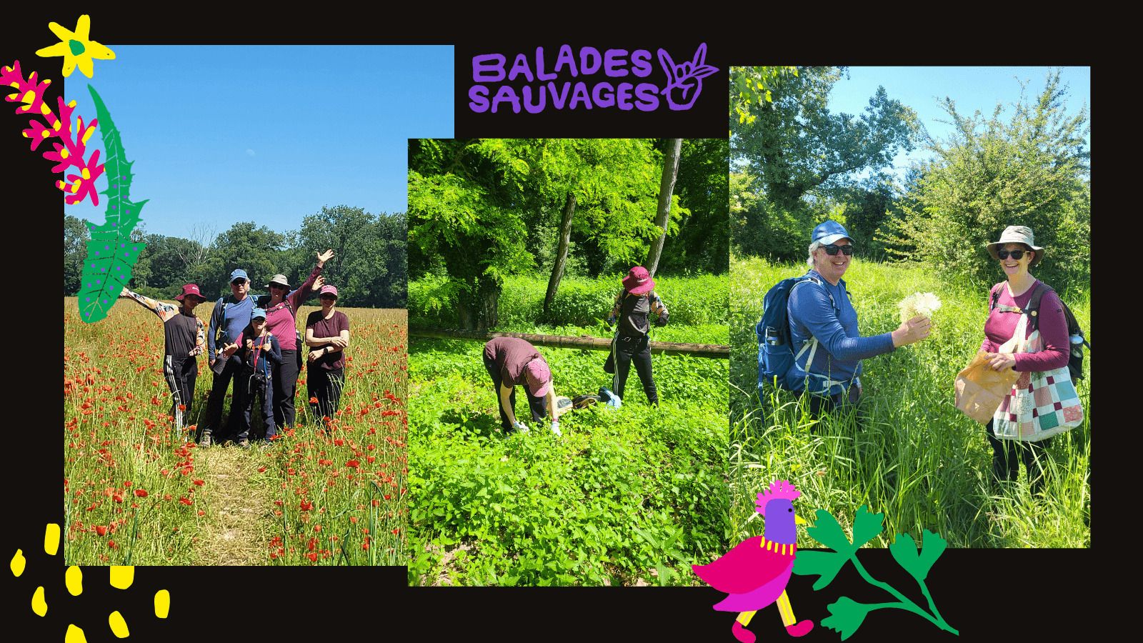 Balade Cueillette Sauvage plantes comestibles