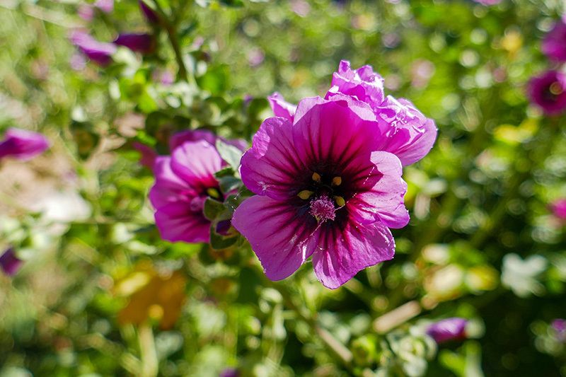 Les plantes médicinales de l’hiver