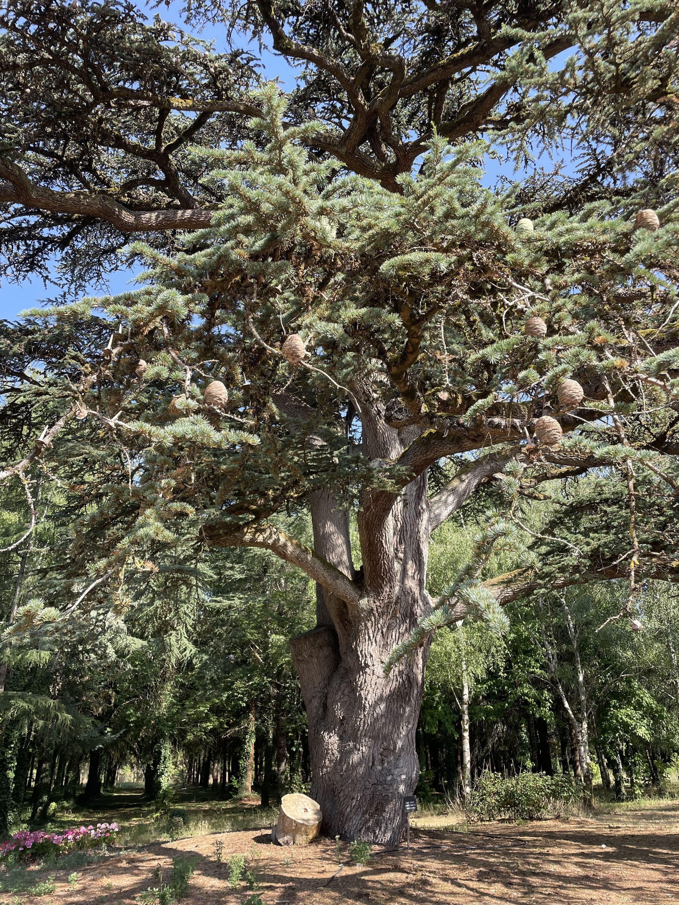 Balade "Arbres remarquables"