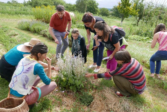 Découverte sensorielle des plantes médicinales